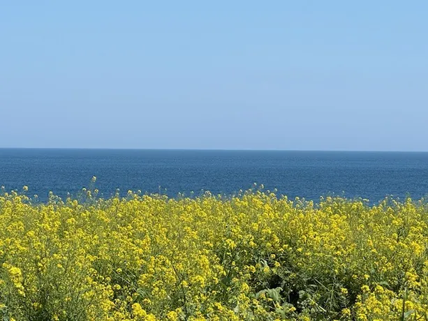 제주 바다와 유채꽃 풍경